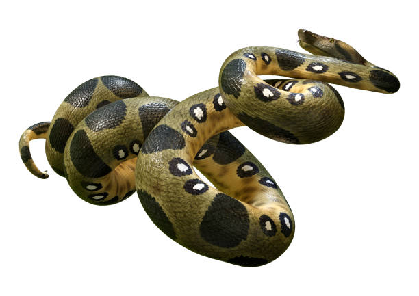 istock 3D illustration green anaconda on white 1355282649