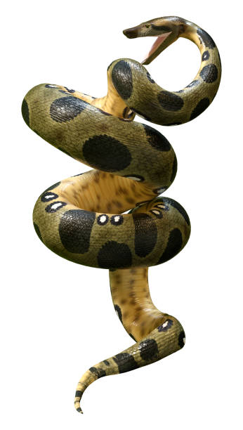 istock 3D illustration green anaconda on white 1355282650