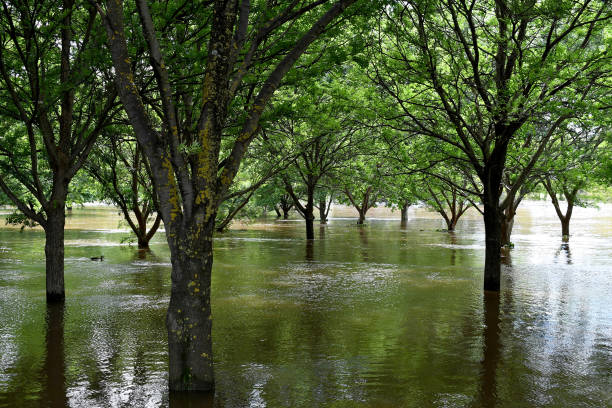 Submerged trees in flooded Lachlan River in Cowra, NSW, Australia Trees submerged in water from flooded Lachlan River in Cowra, during November 2021 floods in central west NSW, Australia cowra stock pictures, royalty-free photos & images