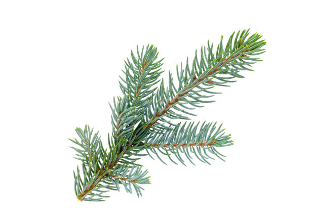 Natural blue spruce branch isolated on white background Natural blue spruce branch isolated on white background for graphic material picea pungens stock pictures, royalty-free photos & images
