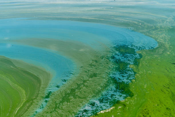 istock Water pollution by blooming blue-green algae - Cyanobacteria is world environmental problem. Water bodies, rivers and lakes with harmful algal blooms. Ecology concept of polluted nature. 1355284620