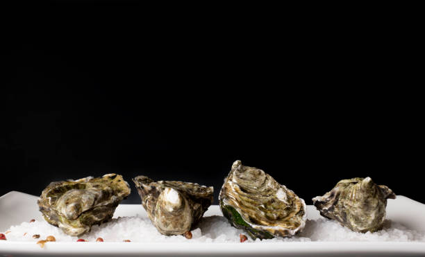 Oysters on plate. Fresh French oysters