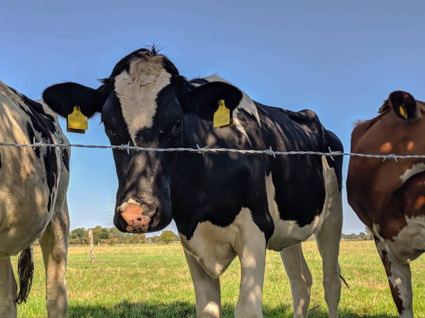 istock Colorful cows in a pasture 1355285762