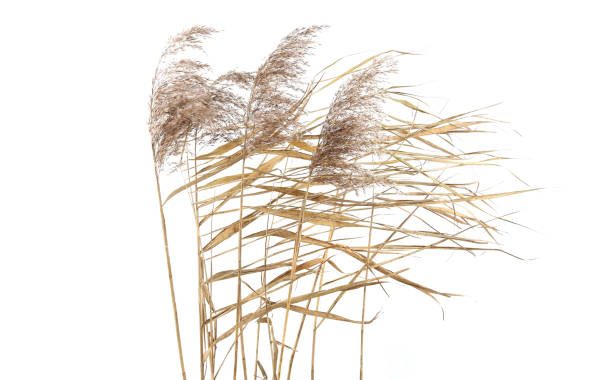 istock Dry reeds in windy day isolated on white background. 1355285822