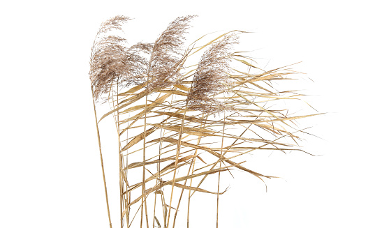 Dry reeds in windy day isolated on white background.