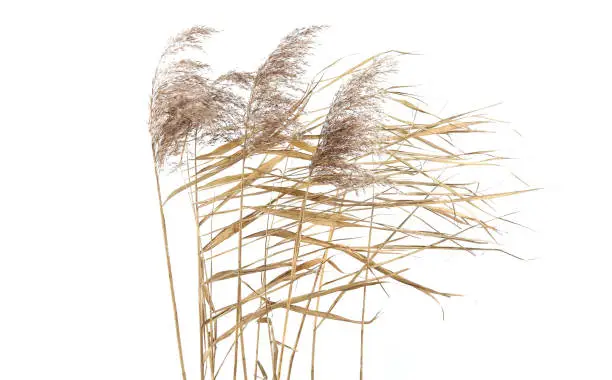 Photo of Dry reeds in windy day isolated on white background.