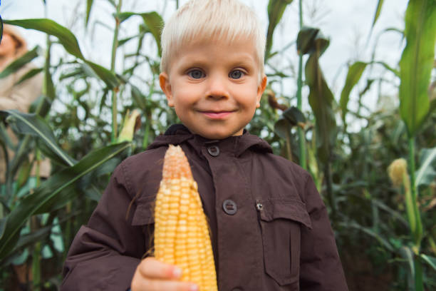 istock cute happy child in corn field holding corncob 1355286974