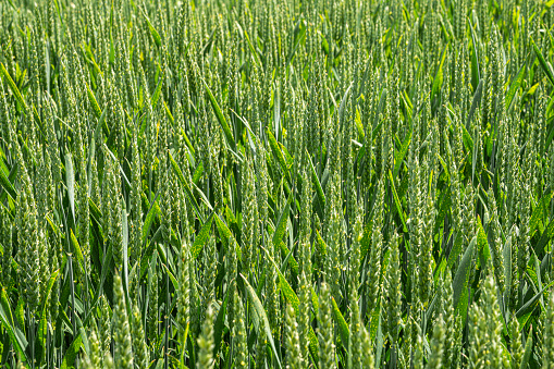 Wheat corn in spring