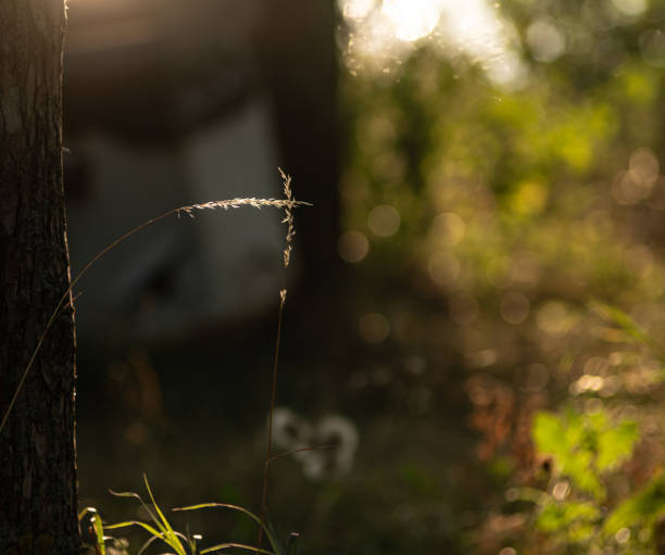 istock plants in the wild lit by the sun at sunset 1355287983