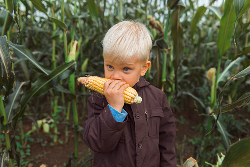 Little boy taking a bite of yellow corn cob