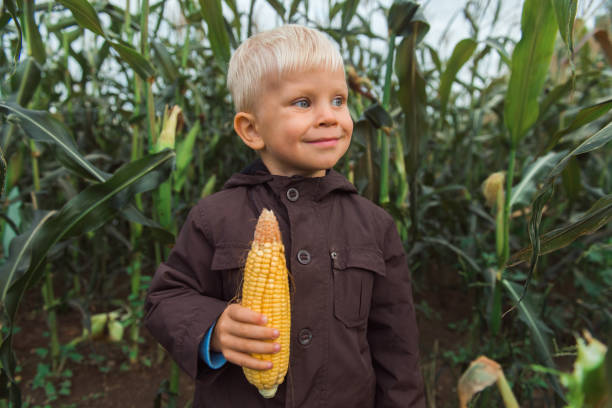 istock cute happy child in corn field holding corncob 1355288746