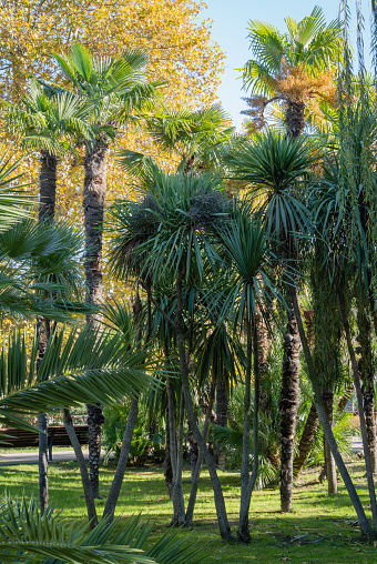 Repolyo Tree Cordyline Australis Comúnmente Conocido Como Árbol De Repollo O Árbol ...