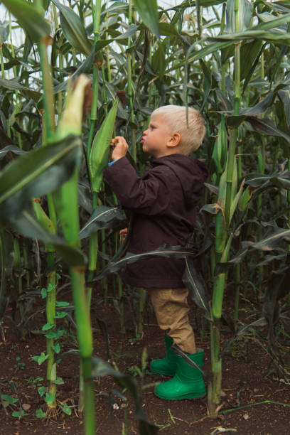 istock child in corn field leaves dark colors 1355289347