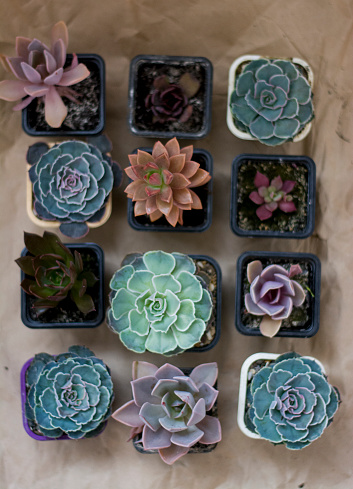 Close-up view of the top flats mix of succulents of different kinds of everia, a black prince for decorating the interior of gardening home plants