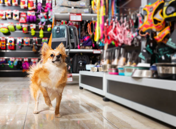 dog near different variation of goods for animals Portrait of beauty little dog near different variation of goods for animals in pet store pet shop stock pictures, royalty-free photos & images
