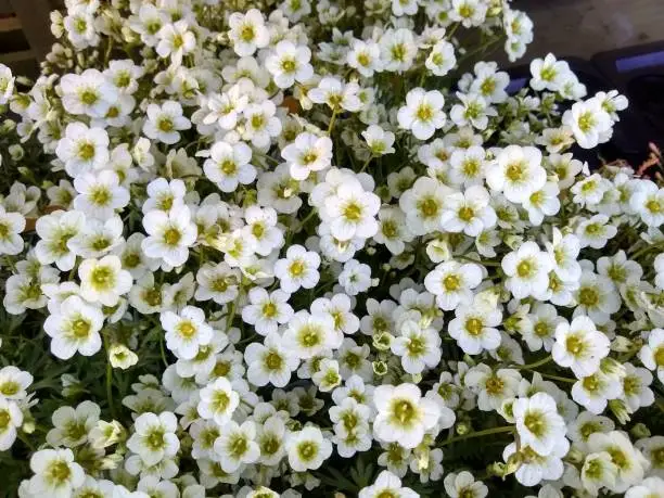 Carpet of white flowers of Saxifrage 'Limerock'
