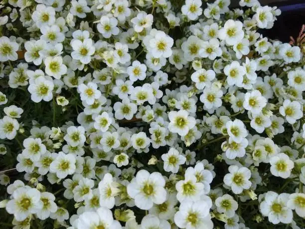 Carpet of white flowers of Saxifrage 'Limerock'