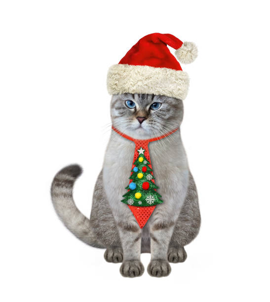 istock Cat ashen in holiday tie 2 1355292739