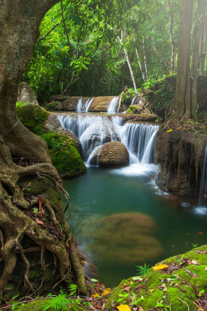 비오는 아침에 순수한 열대 폭포의 풍경. - tropical rainforest thailand root waterfall 뉴스 사진 이미지