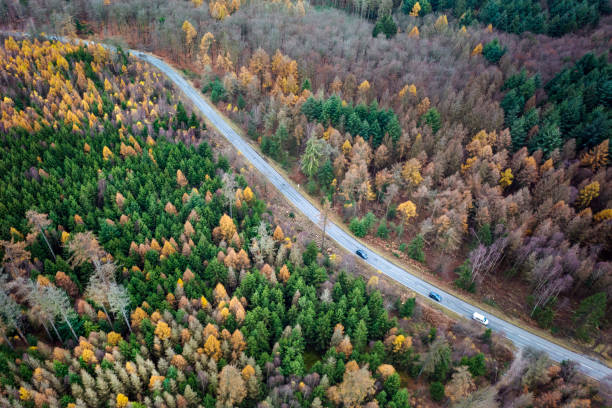 istock Deforestation, dead trees and forest dieback - aerial view 1355295591