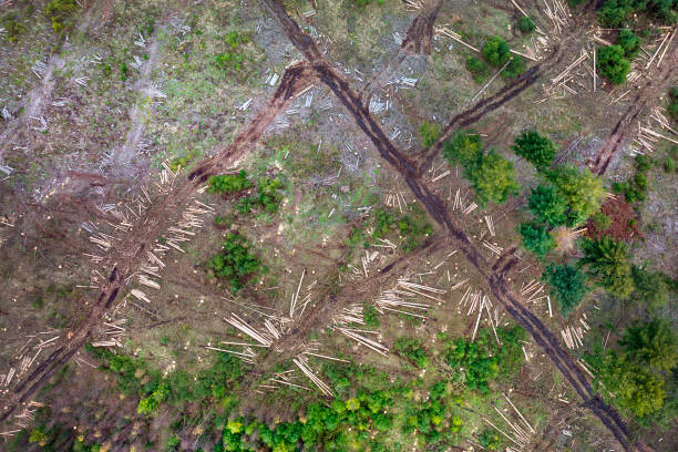 istock Deforestation, dead trees and forest dieback - aerial view 1355295605