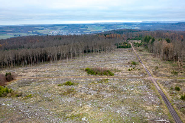 Deforestation, dead trees and forest dieback - aerial view Deforestation, dead trees and forest dieback - aerial view. Hohe Wurzel, Wiesbaden, Germany forest dieback stock pictures, royalty-free photos & images