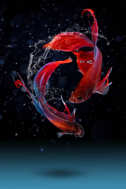 istock Red betta is swimming with beautiful gestures 1355295823