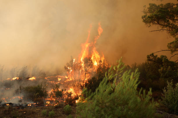 istock forest fire and people responding to the fire 1355296081