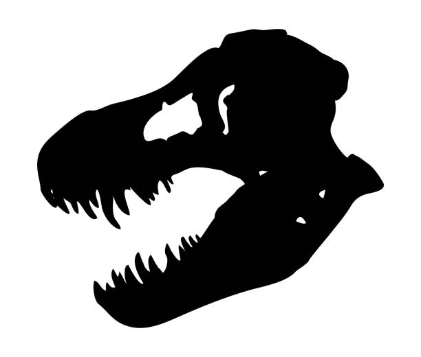 illustrazioni stock, clip art, cartoni animati e icone di tendenza di sagoma nera vettoriale del cranio del dinosauro preistorico tyrannosaurus rex. dinosauro t-rex isolato su bianco. scheletro fossile del cranio, testa di dinosauro. - paleontologo