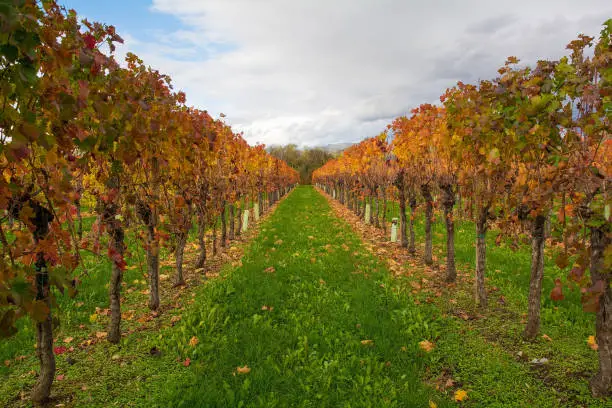 Photo of Autumn Grape Vines in North East Italy