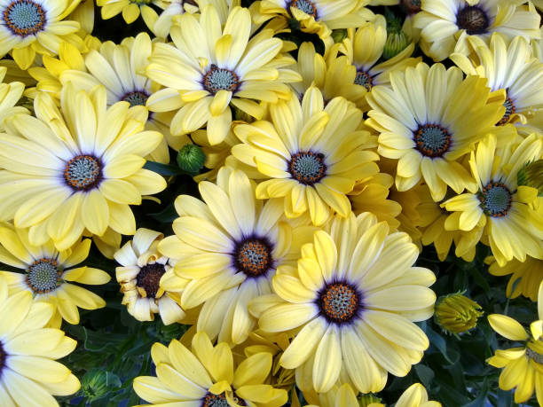 istock Osteospermum 'Tradewinds Yellow Bicolor' 1355297428