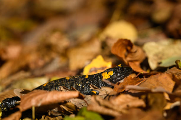 istock Closeup of a beautiful fire salamander 1355298268