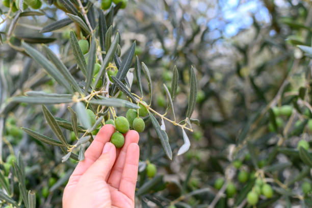 istock Woman's hand touching green olives from an olive tree 1355298568