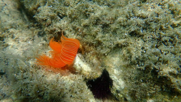 istock Polychaeta Smooth tubeworm or red-spotted horseshoe (Protula tubularia) undersea 1355299817