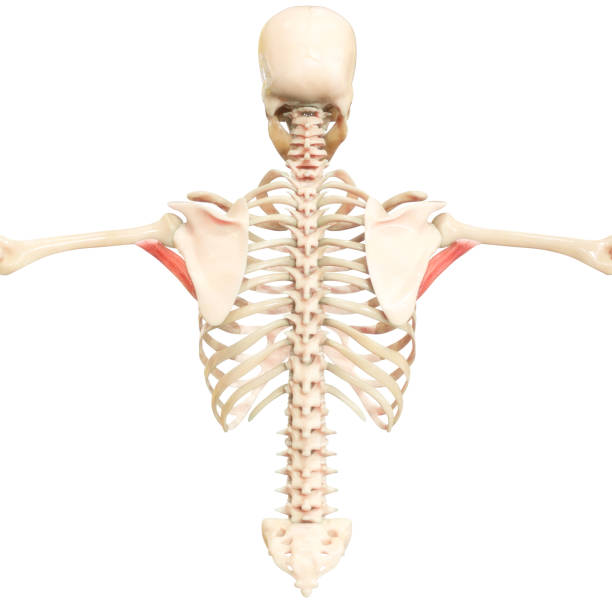 istock Human Muscular System Torso Muscles Teres Major Muscle Anatomy 1355300031