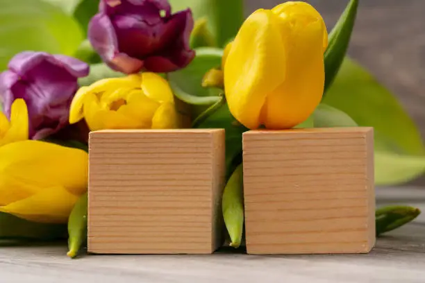 yellow and violet tulips on wooden table with blank wooden blocks