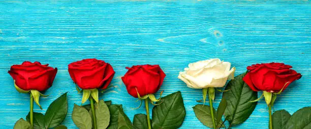 red and white roses in row on wooden turquoise table, flat lay wide shot