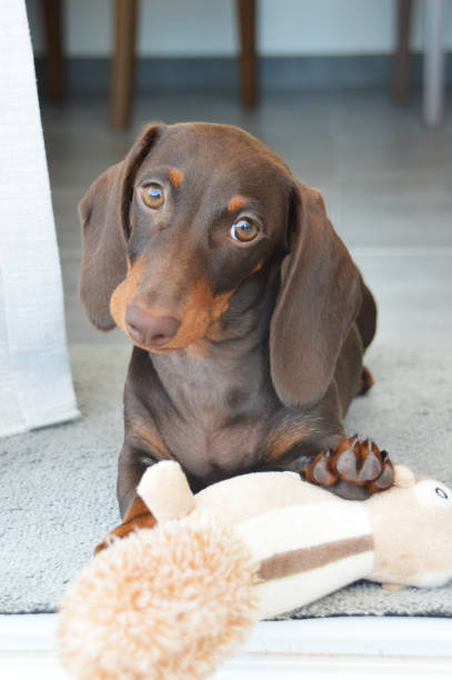 meja, миниатюрный гладкошерстный щенок шоколадной и коричневой таксы, играющий со своей чучелом белки - pet toy dachshund dog toy стоковые фото и изображения