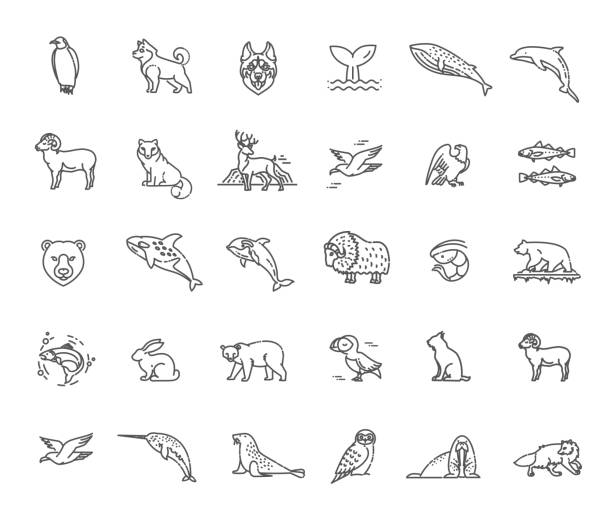 ilustraciones, imágenes clip art, dibujos animados e iconos de stock de línea de concepto de vida silvestre ártica con diferentes animales del norte. vector - polar bear bear vector mammal