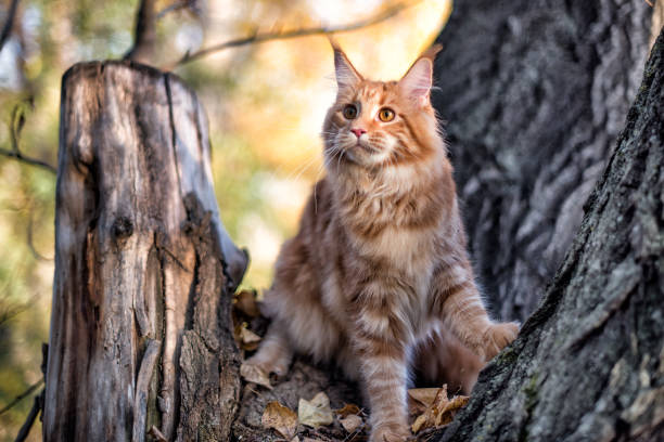 istock A big red maine coon kitten. 1355302943