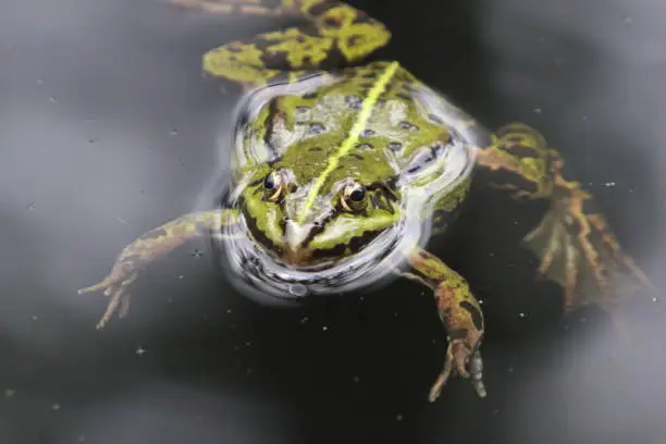 Pelophylax is a genus of true frogs widespread in Eurasia, with a few species ranging into northern Africa