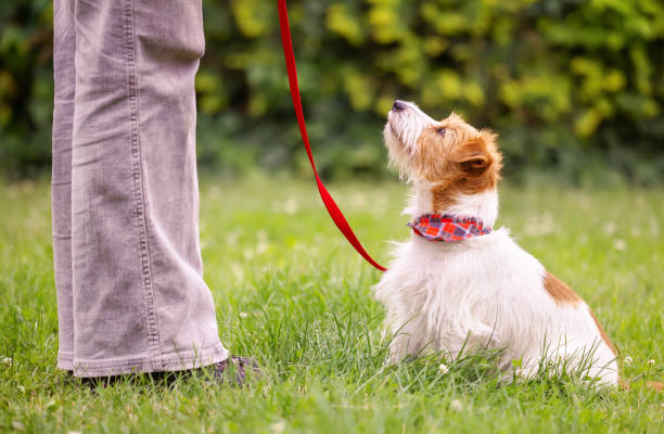 cucciolo di cane che cerca di addestrare al guinzaglio, addestramento all'obbedienza dell'animale domestico - corso di addestramento foto e immagini stock