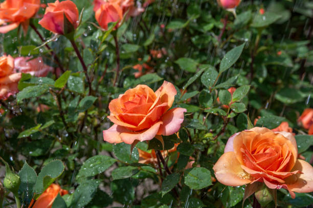 istock Beautiful colorful light orange roses on a greenery background in a garden during spring in the rain. 1355304558