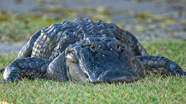 gator on grass stock photo