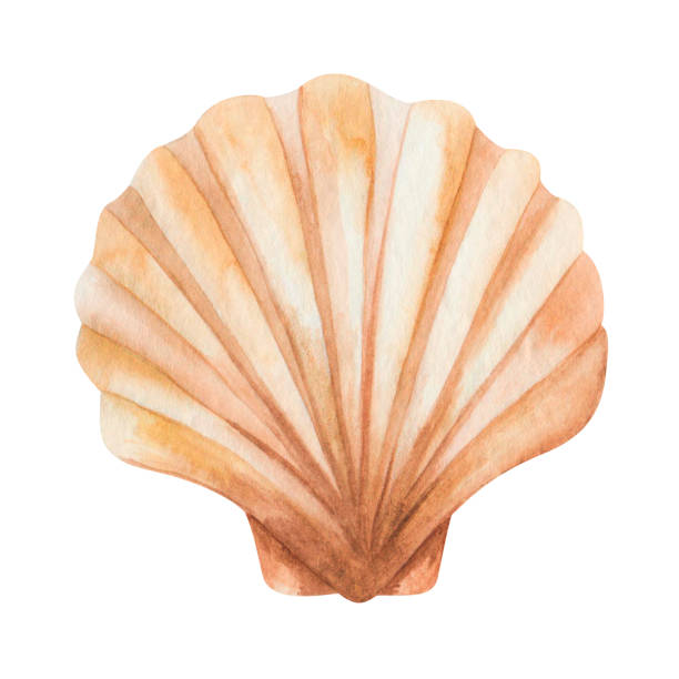 Watercolor illustration of hand painted scallop sea shell in brown beige color. Isolated ocean animal. Marine clip art, design beach element for summer wedding and party invitations, postcards Watercolor illustration of hand painted scallop sea shell in brown beige color. Isolated ocean animal. Marine clip art, design beach element for summer wedding and party invitations, postcards scallop stock illustrations