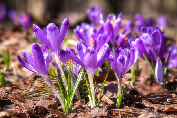 kępa fioletowego krokusa lub szafran geyfel dziko rosnący w lesie europejskim wiosną, tło natury - saffron crocus spring nature crocus zdjęcia i obrazy z banku zdjęć