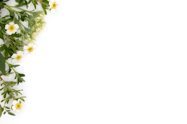 Flat lay, top view, spring and summer composition of flowers and leaves on white background, postcard concept for wedding, and other holiday