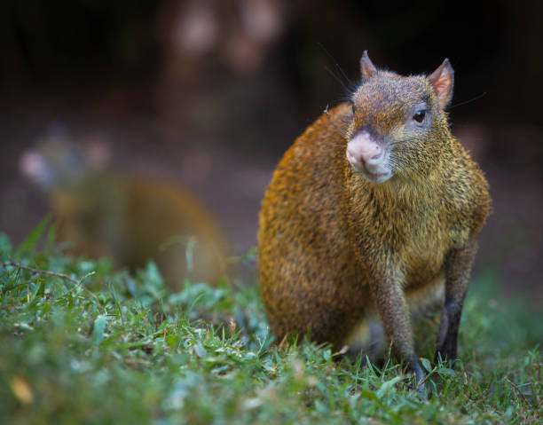 agouti é um gênero de mamíferos da ordem dos roedores. - agouti - fotografias e filmes do acervo