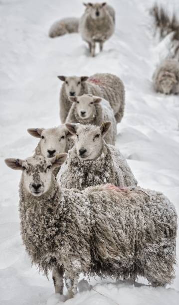istock Animal photos 2021 1355307460