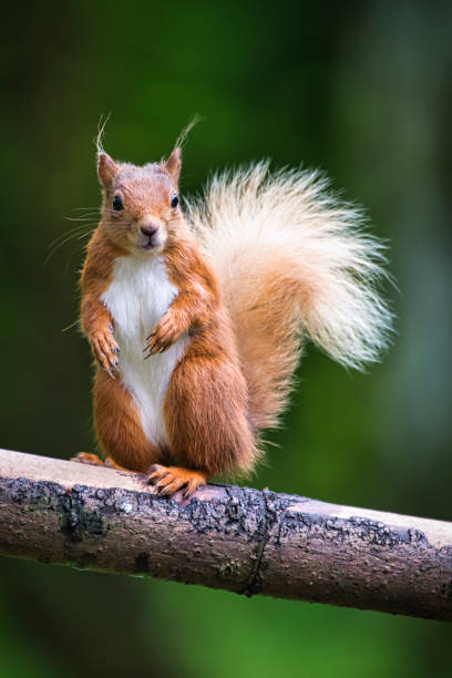 istock Animal photos 2021 1355308170